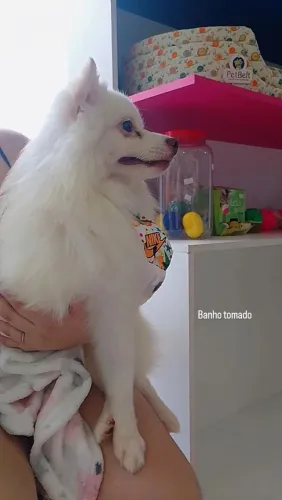 Spitz alemão
