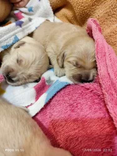 Golden Retriever macho para reserva