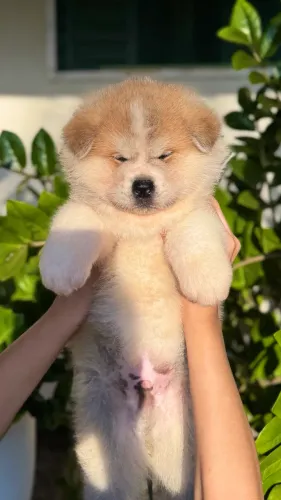 Akita Inu Vermelho | Pedigree CBKC/FCI | Filhotes de Excelente Linhagem | Machos e Fêmeas