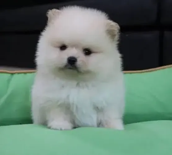 Lulu da Pomerania filhotes