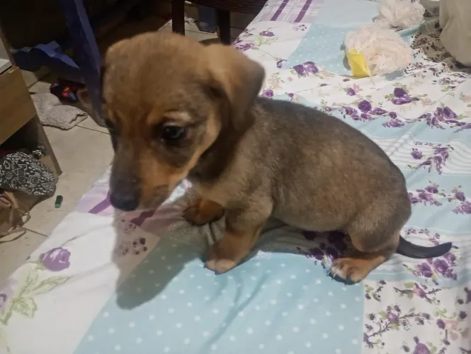 Filhote de bace com 2 meses