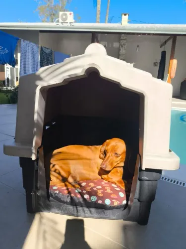 Casinha de Cachorro tamanho 4
