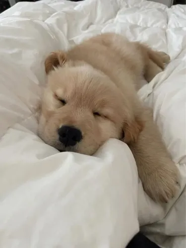 Bebês de Golden retriever macho para você!