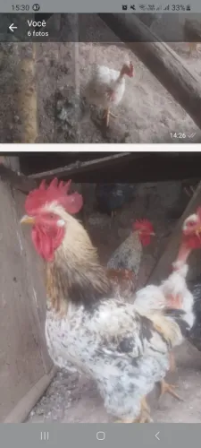 Galos balão caipira gbs