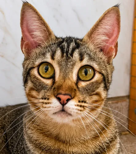 Gato CARINHOSO castrado e vacinado