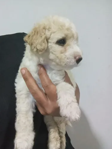 Vendo cachorro poodle número dois