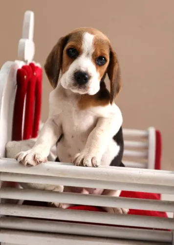 BEAGLE DELICADO