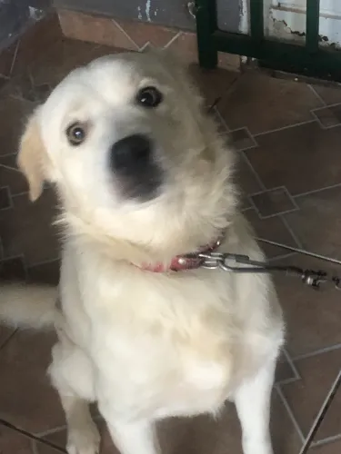 Doando cachorro docil e brincalhão