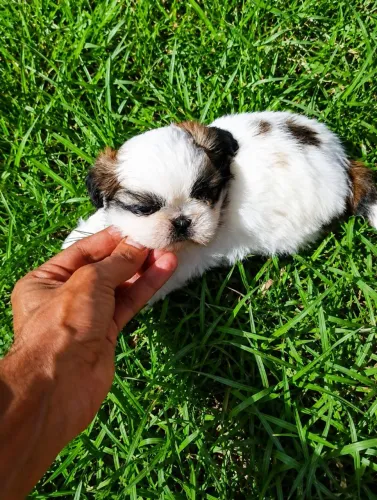 SHIH TZU MENINO MINI