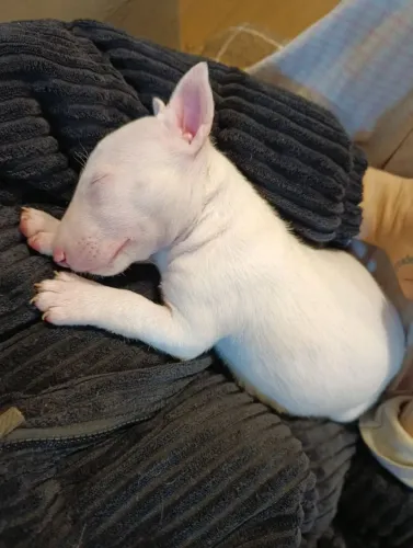 Bull Terrier