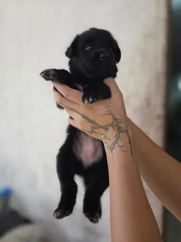Doação responsável de cachorrinhos