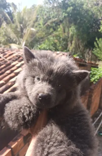CHOWCHOW CINZA (AZUL) FILHOTE