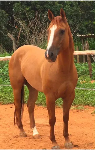 Cavalo