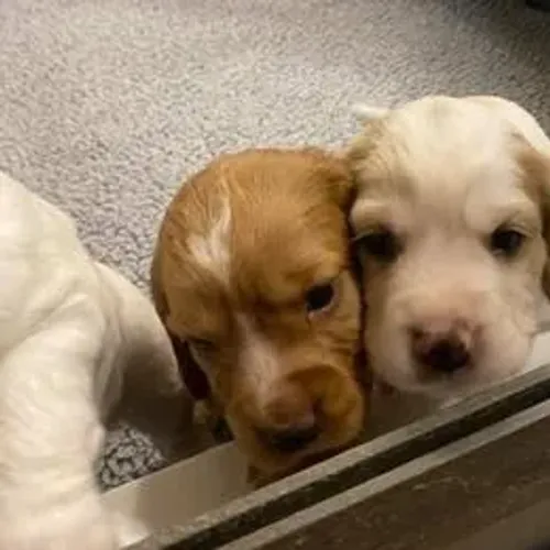 Cocker Spaniel,Cocker Spaniel Filhote de Linhagem Especial e Temperamento Encantador