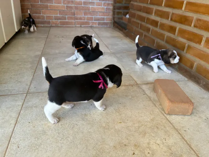 Filhotes de Beagles