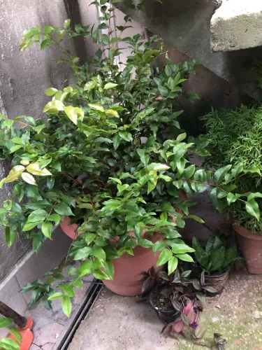 Vende-se um pé de Jaboticaba 