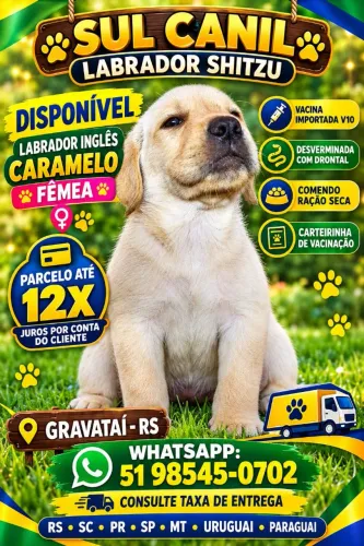 FILHOTE LABRADOR INGLÊS CARAMELO FÊMEA DISPONÍVEL * WHATSAPP GRAVATAI-R.S