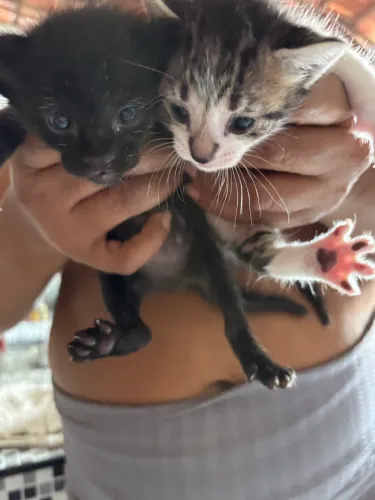Doação de gatinhos filhotes com uns 2 meses 