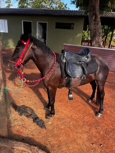Égua pitica