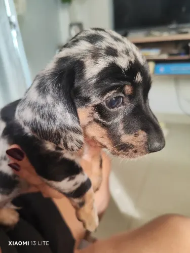 Dachshund (salsicha)