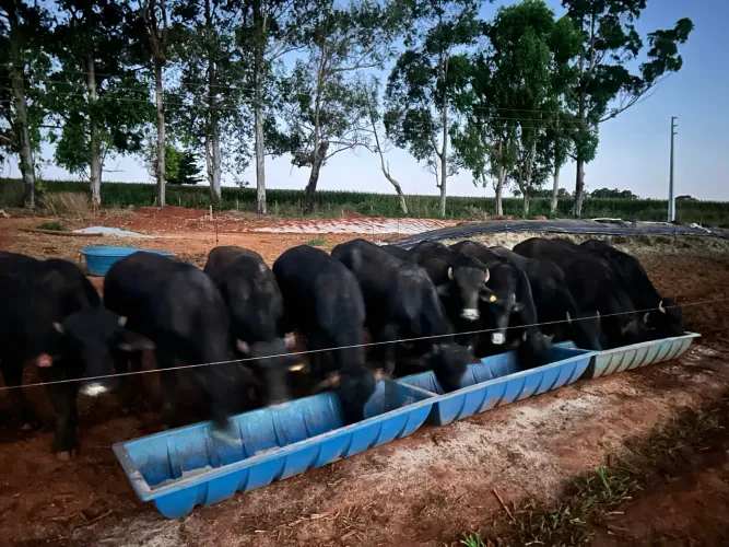 Casal para trabalhar em fazenda