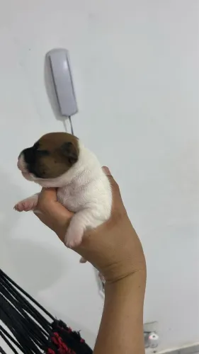 Jack Russel