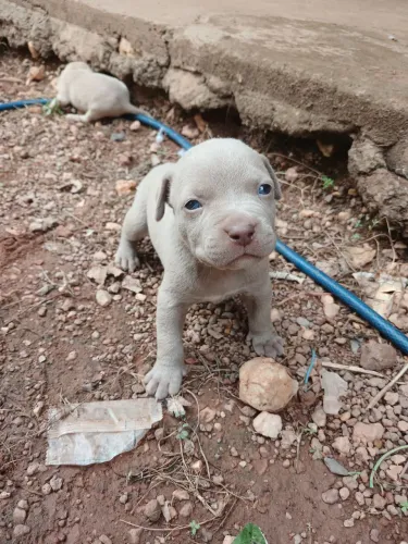 Filhotes de pitbull 