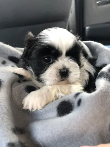 Shihtzu ideal para sua rotina diária