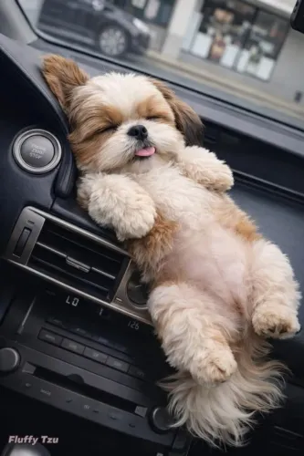 Shitzu Sua Companhia Favorita Chegou