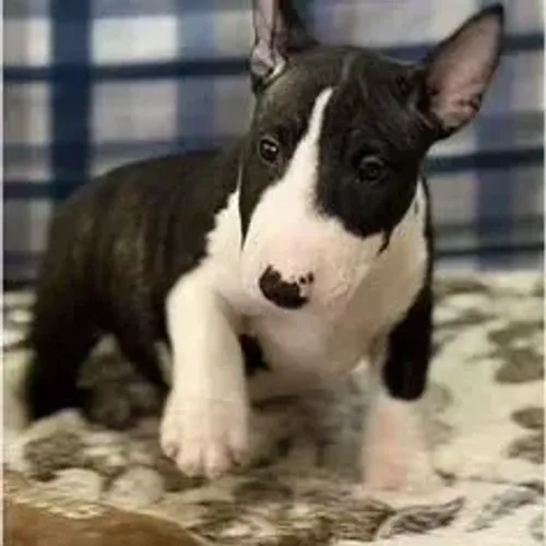 Bull Terrier,Bull Terrier Filhote Disponível Alta Qualidade