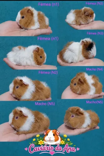 Porquinho da Índia peruano 