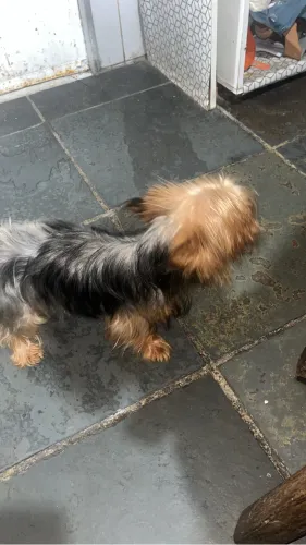 Vende se filhotinhos de York micro país no local *