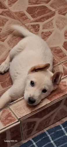 Doa-se dois cachorrinhos