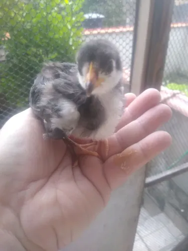Pintinhos de galinha cara de palhaço 