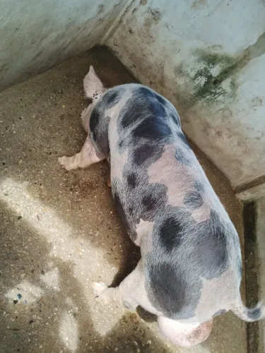Vende -se reprodutor Pietra dálmata