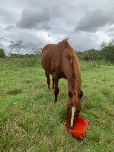 Cavalo QM