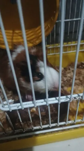 Porquinho da Índia doação 