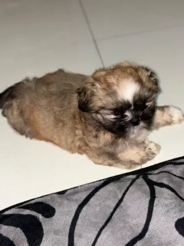 Chitizu macho 2 meses