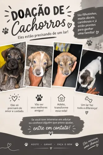 Doação de cachorros