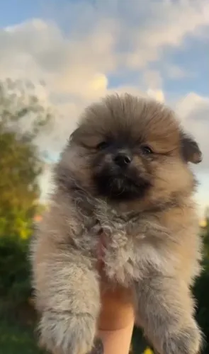 Spitz alemão macho