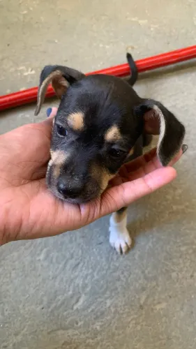 Doação de cachorro