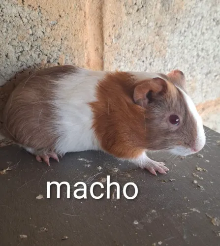Porquinhos da Índia