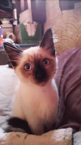 Gata fêmea 
