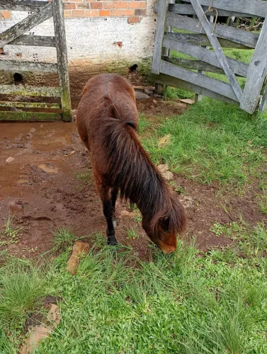 Poney