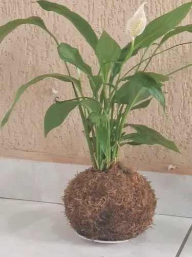 Kokedamas e plantas