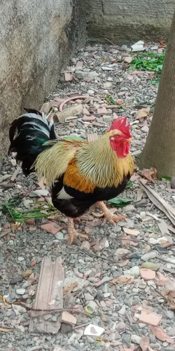 Lindo galo