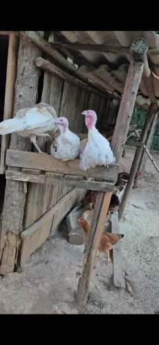 PERUS MACHOS