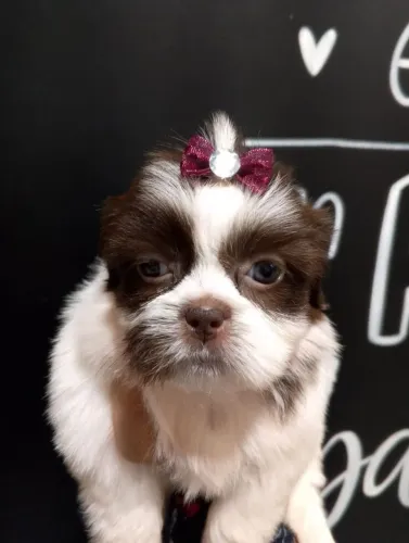 Shihtzu com Linhagem Chocolate, Olhos verdes e Nariz Chocolate, Bem Pequena!