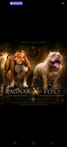 PIT MONSTER DE ALTO PADRÃO COM PEDIGREE