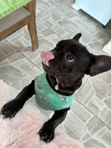 Doação de buldogue francês